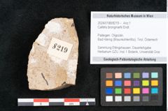 Foto (Objekt + Etikett) von Callitris brongniartii Endl. (NHMW-GEO-2024-0188-8219)